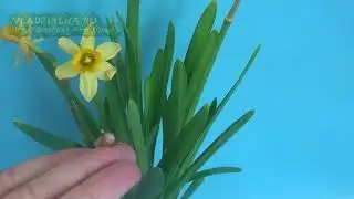 Нарцисс. Выгонка нарцисса. Луковица и цветок. Часть заключительная 3