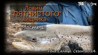 Ловим пятнистого хищника.Часть 1. Река Салаца 2024.