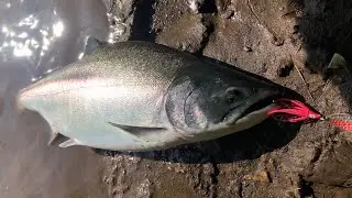 We make bait with octopus, on Chavycha, Sima, Keta, Gorbusha, Kizhuch.