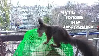 Чуть голова не закружилась🌱🙂Как белка сделала запасы🌱