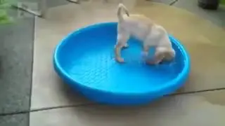 Ржака про животных