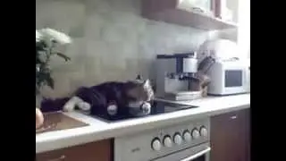 Кот разговаривает с хозяйкой