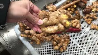 Maquina De Limpieza Y Lavado De Jengibre