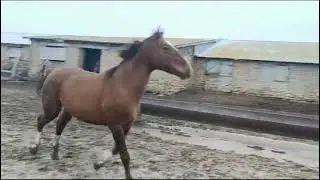 Дончак. 2 года
