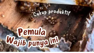 Salah satu jenis lebah klanceng yang mudah di ternak , Pemula Wajib Punya ini !