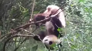 Panda falling out of tree