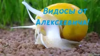 К чему приводит перенаселение улитками!