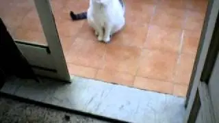 WAGGIN ME TAIL 2 THA BEAT