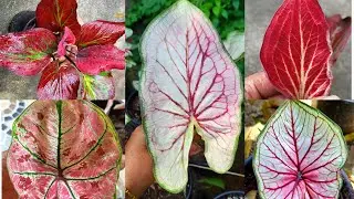 my caladium collections🤍♥️🩷