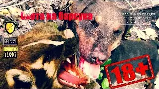 Badger hunting // Badger hunting with a Jagdterrier