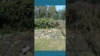 Найди Кота