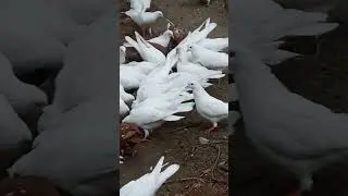 Бакинські голуби! Білі, червоні! Туркменські носочубі та двочубі голуби