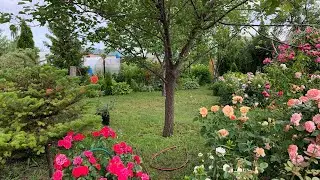 Цветение роз 03.07.2022