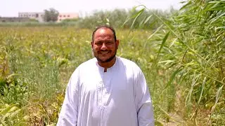 impacTrace Moawad Ramadan, El-Behira