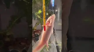 Сколько живут аксолотли 🥰 