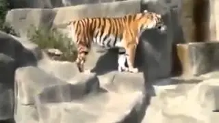 Приколы с животными Птичка атаковала тигра XD
