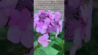 Do you know what kind of plant this is? Put it in comment