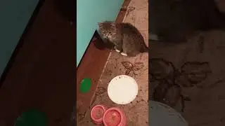 Мейсон  мой кот в деревне