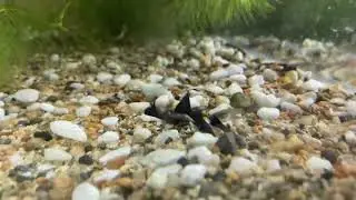 Electric blue moscow guppy