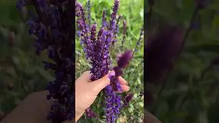 Сад с нуля 🪴🏠🌲 #аннажаки #карелия #сад #дача #макжак