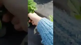 при свете дня, #клубника
