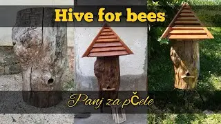 KOŠNICA ZA PČELE(panj od kestena) making hive for bees
