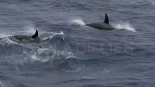 TYPE D ORCAS KILLER WHALES