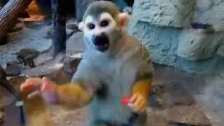 Małpka sajmiri wcina paprykę HD