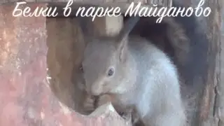Белки в парке Майданово