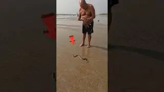 Rescue Mission: Returning sea snake to its ocean home 😱