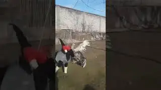 Дакан бое