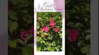 Доброе утро, среда!