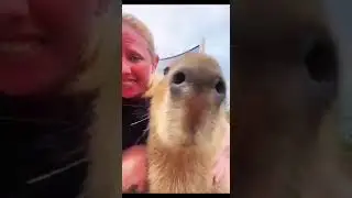 скажи "ГАВ!"