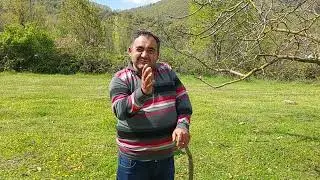 Köpeğim DUMAN koyunları kovaladı AHMET ABİ zor anlar yaşadı #kangal #coban  #köyhayatı #shorts