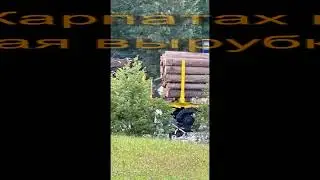 В украинских Карпатах продолжается массовая вырубка леса.