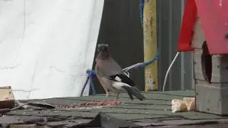 Сойка мяукает как кошка