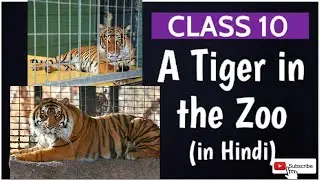 A tiger in the zoo|A tiger in the zoo class 10|A tiger in the zoo poem|Class 10 English