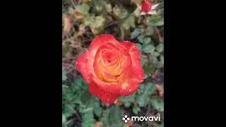 Еще не завяли ...