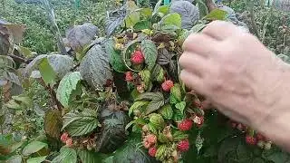 Малина Супер новинки до поздней осени