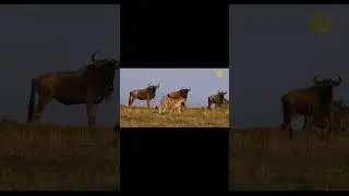 Мать это лучшая охрана