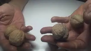 обзор грецкого ореха 