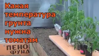 Ранняя высадка томатов в утепленную теплицу. При какой температуре можно высаживать помидоры в грунт