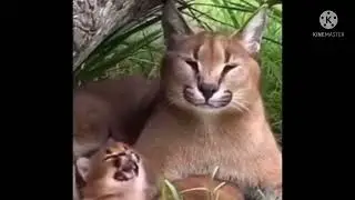 Floppa and baby floppa meme