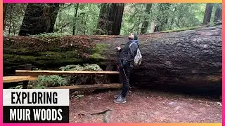 Exploring Muir Woods National Monument - San Francisco, Hikes - The Amateur YouTuber