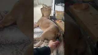 Dog farts