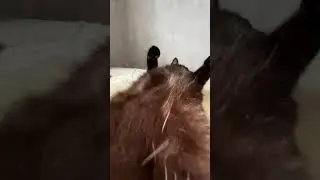 Котик кайфует 