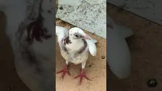 #baby #pigeon #homebreed