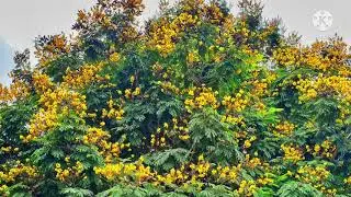 Photos of Plants and trees