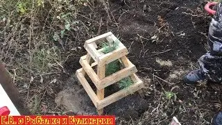 Как посадить сосну чтоб она прижилась.Секреты посадки сосны.Время посадки сосны.Сажаем сосну.