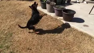 Dog playing soccer